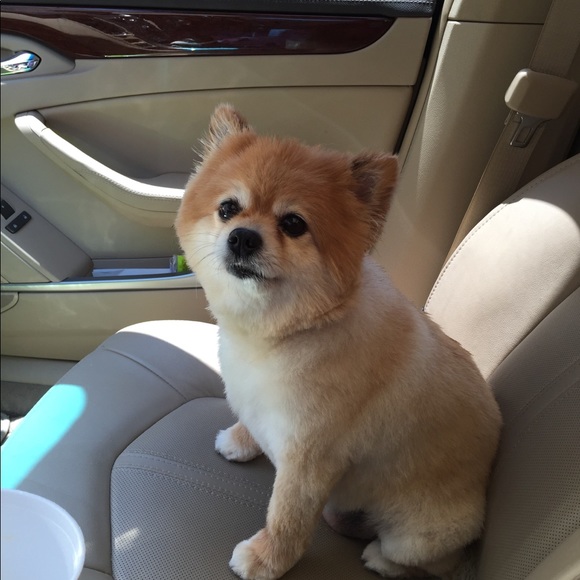 Meet your Posher, Chasity - Picture 1 of 1